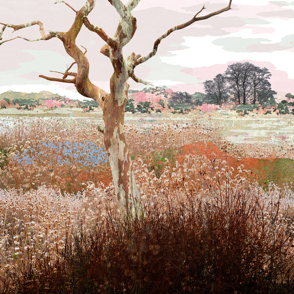treescape card, the bare bones. fine art card, buy landscape card