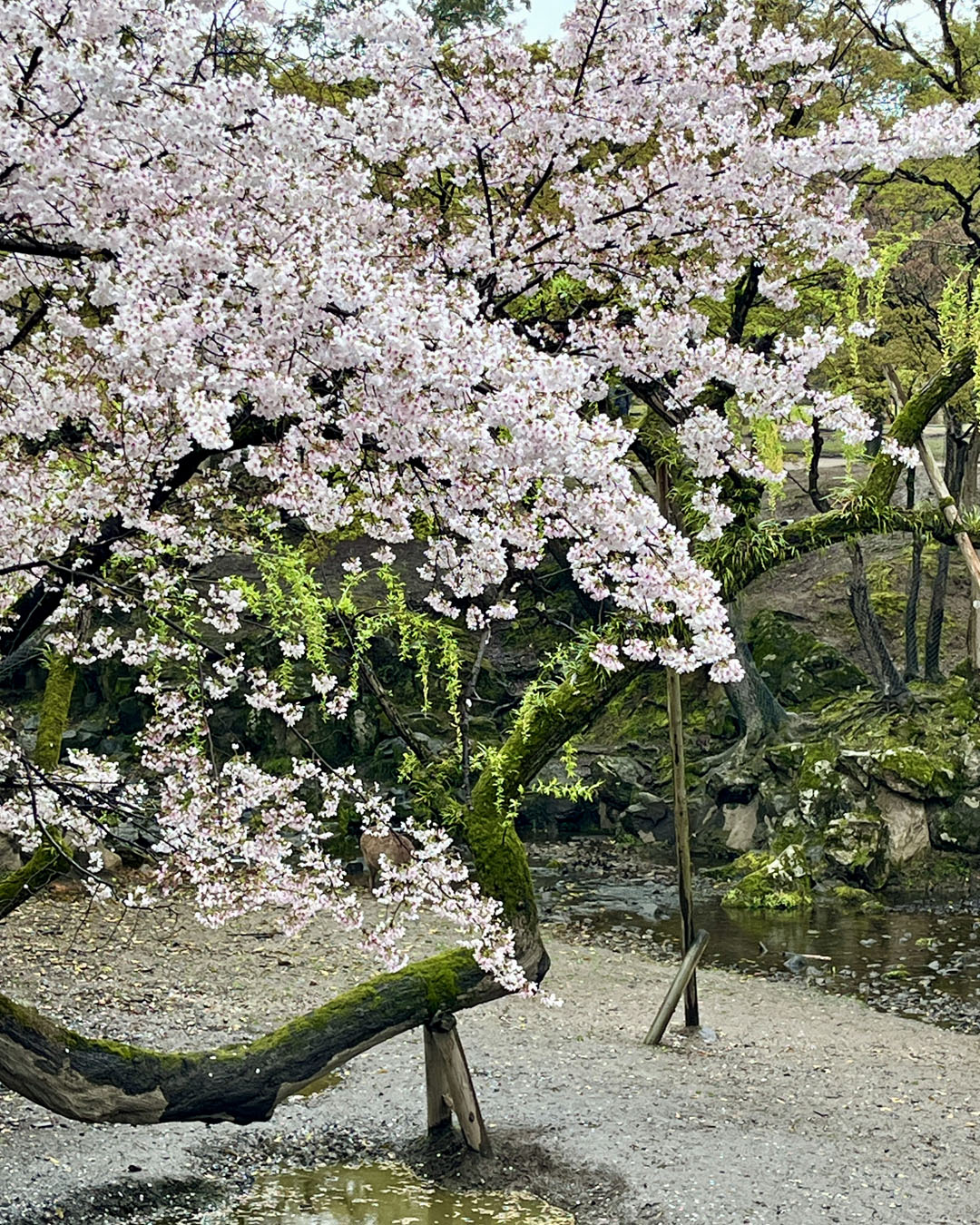 Cherry Blossom in Japan