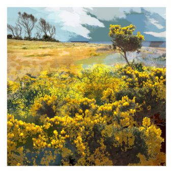 Among the Yellow Blossom gorse landscape print by Claire Gill